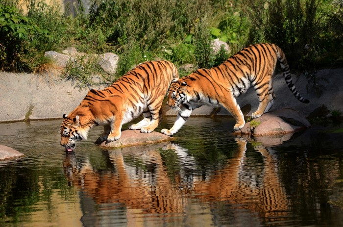Two tigers drinking water from a stream