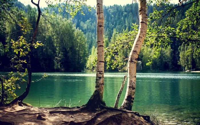 Lake and birch trees in a forest