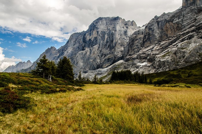 Grindelwald, Switzerland Mountains and Meadow