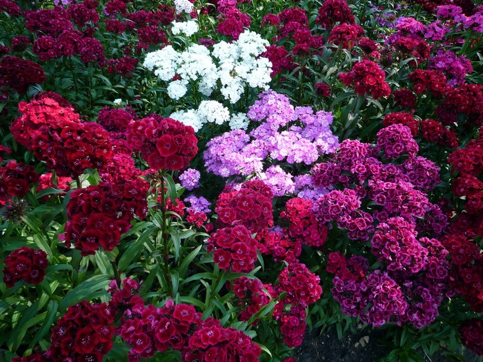 Vibrant Cluster of Colorful Carnations