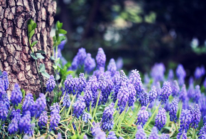 Purple Muscari flowers by a tree trunk