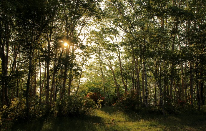 Sunlight filtering through trees in a forest