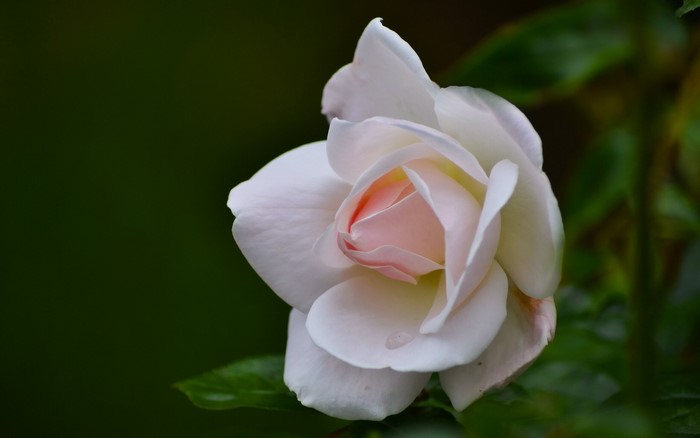 Close-up of a delicate white and pink rose