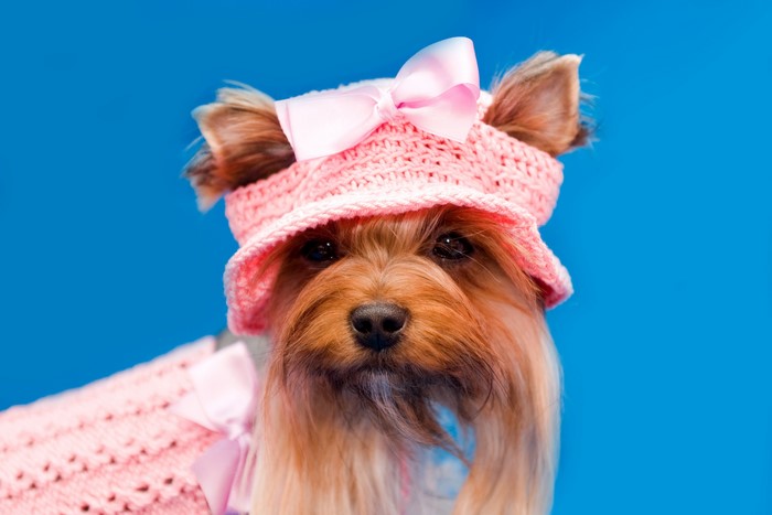 Yorkshire terrier wearing a pink knitted hat with a bow