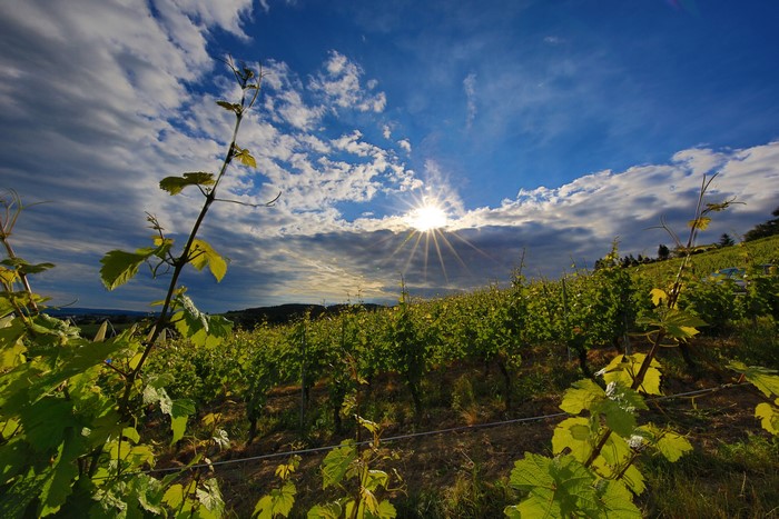 Vineyard under a cloudy sky with sun rays