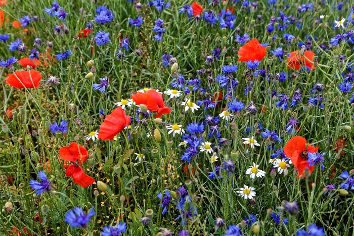 4K Vibrant Meadow with Poppies, Cornflowers, and Camomiles