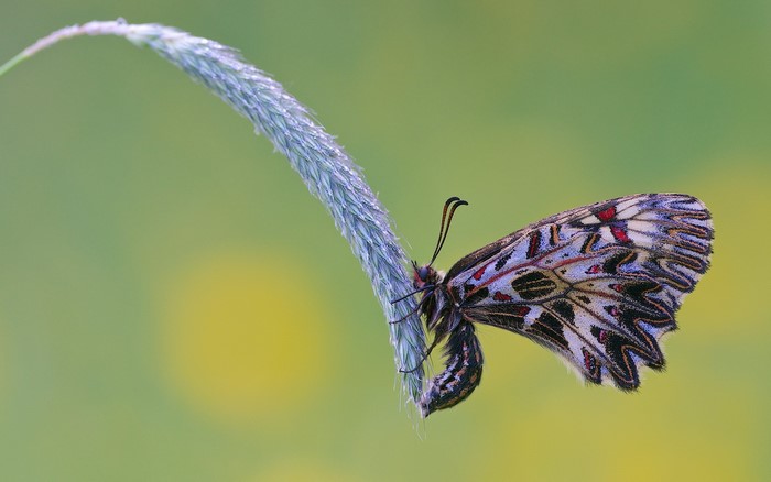 Butterfly on a blade of grass