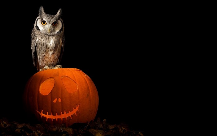 Owl perched on a carved Halloween pumpkin