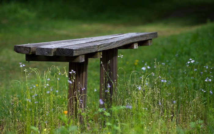 Wooden bench in a grassy field with flowers