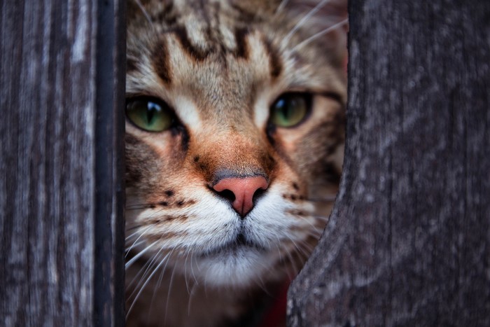 Close-up of a tabby cat peeking through wooden planks