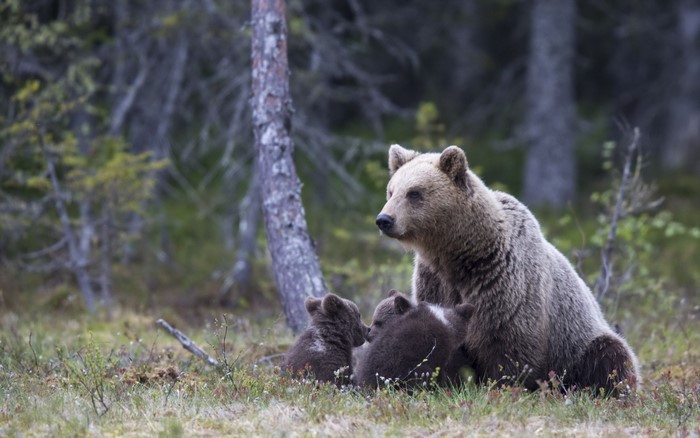 Mother Brown Bear with Cubs in Forest