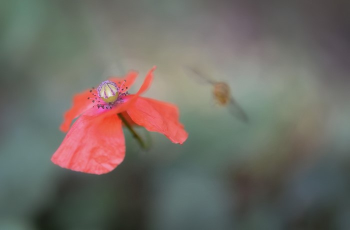 Red poppy flower with a bee