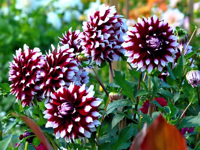 Vibrant Red and White Dahlias Closeup