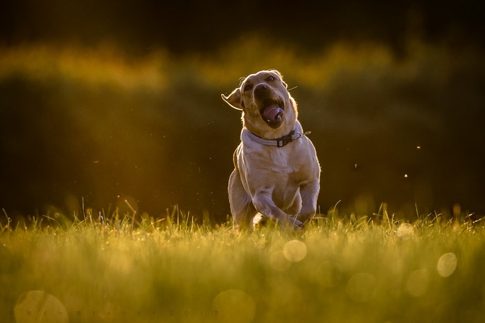 Labrador Retriever running in a field at sunset