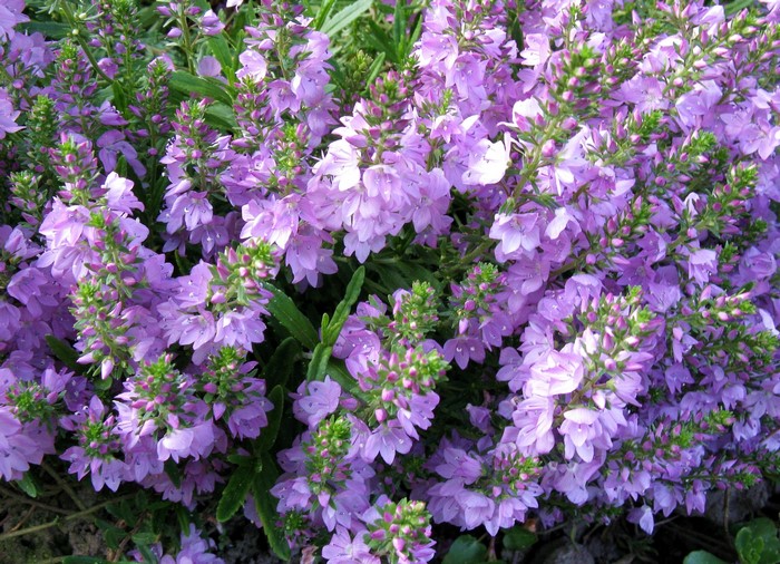 Close-up of blooming violet flowers