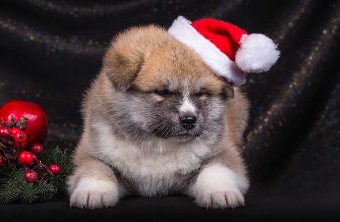 Akita puppy wearing a Santa hat with Christmas decorations
