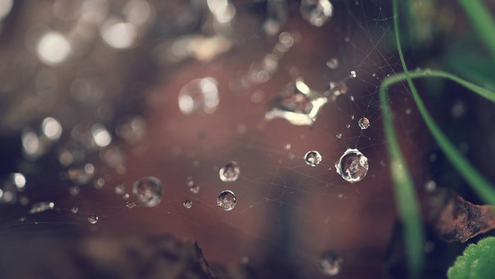 Spider web with water drops and grass