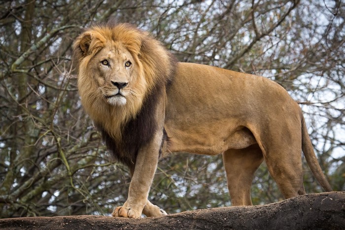 Male lion with a mane standing on a rock