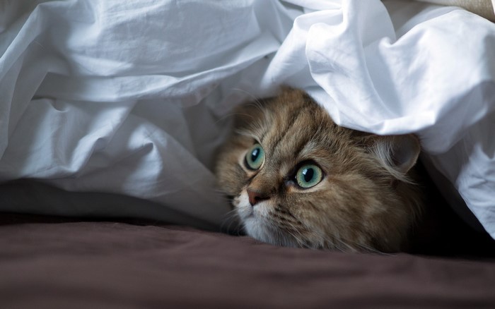 Cats Glance