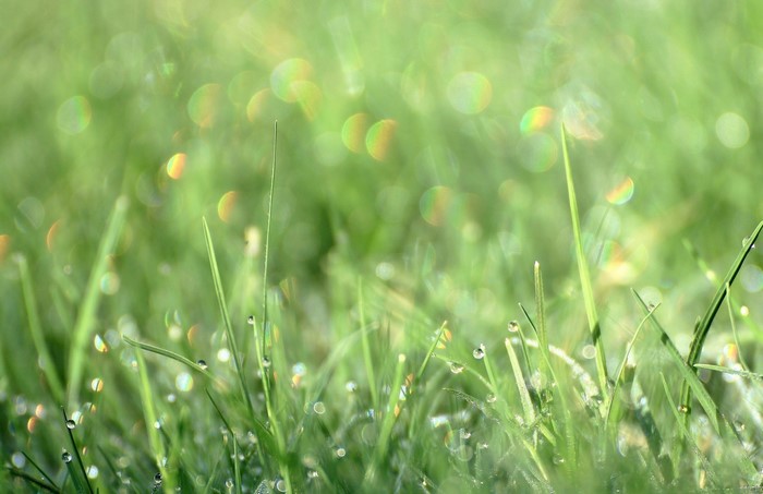 Closeup Grass Drops