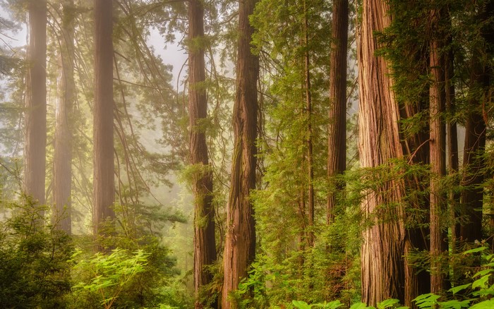 Redwood forest with tall trees and green foliage
