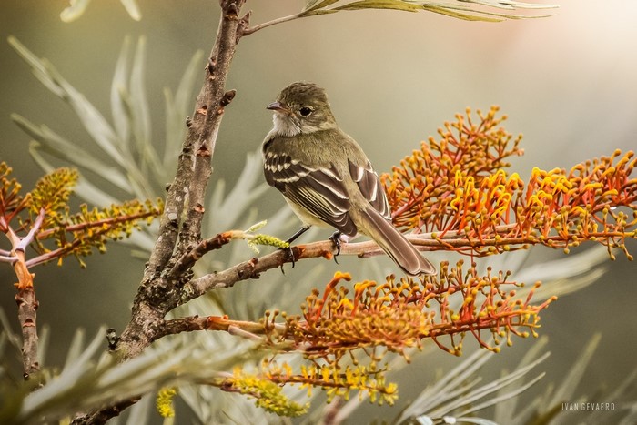Birds Sparrow Closeup Branches