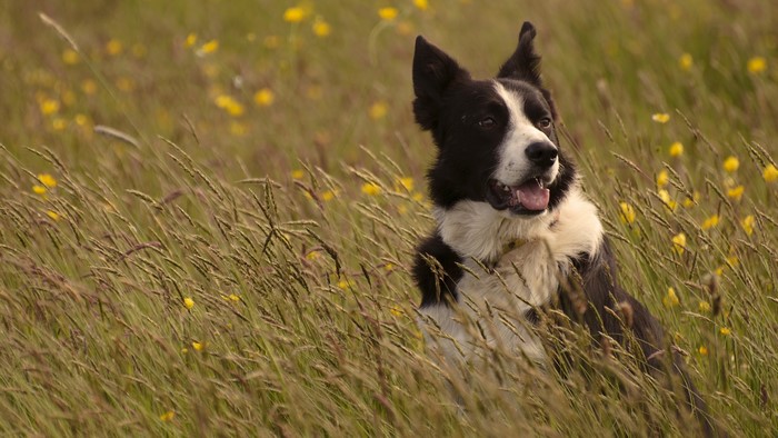 Dogs Border Collie Grass