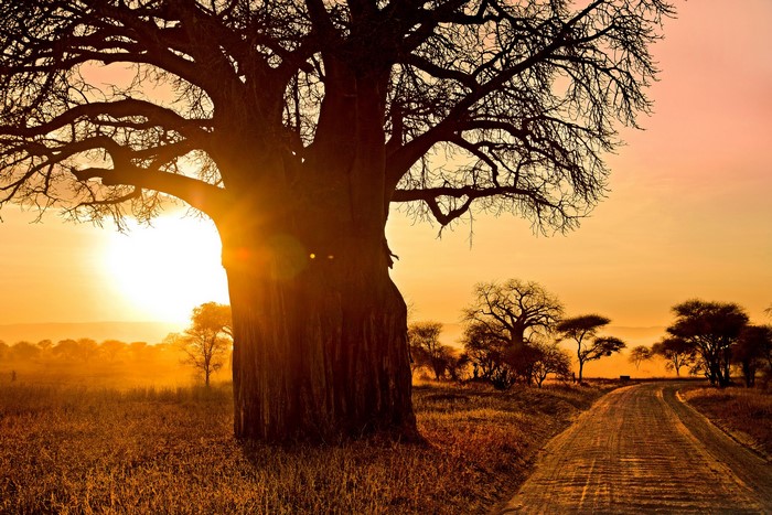 Roads Sunrises and sunsets Trees Trunk tree Sun