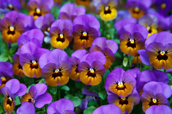 Pansies Many Closeup