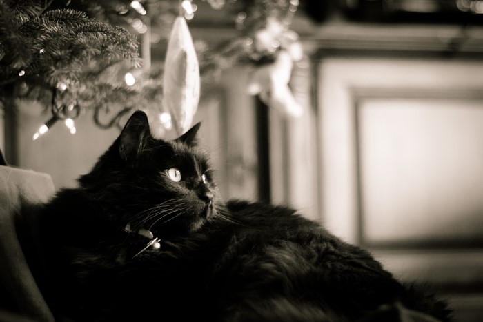5K Cats Black Glance