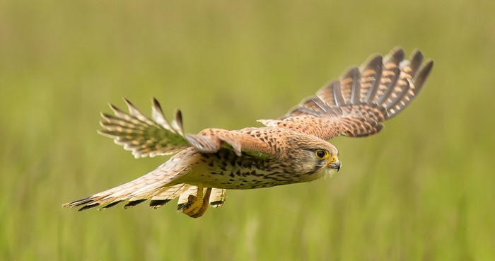 A kestrel in flight over a grassy field