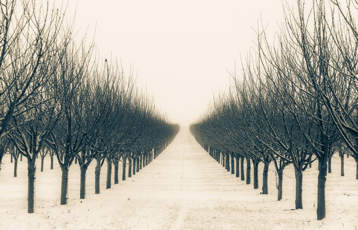 Winter orchard with snow