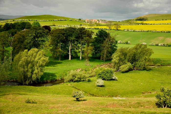 Fields Trees Grass