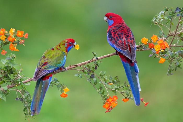 Two colorful parrots on a branch with flowers