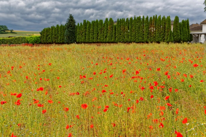 Field of poppies with cypress trees and cloudy sky