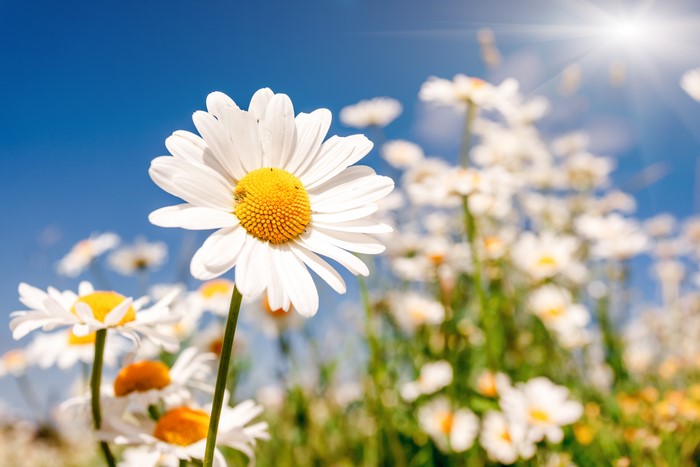 Field of Daisies Under a Sunny Blue Sky