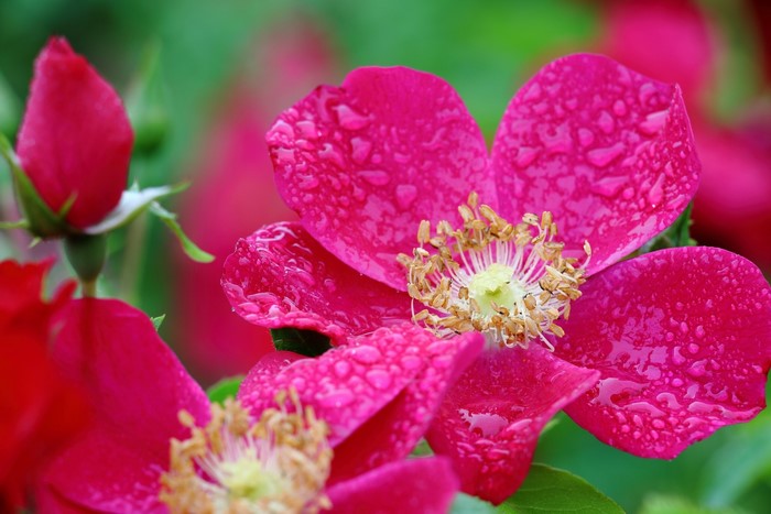 Pink roses with water droplets and a bud