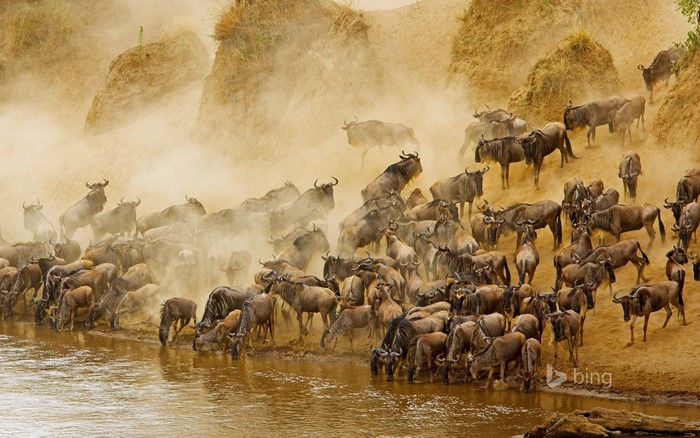 Wildebeest herd crossing a river in Masai Mara National Reserve