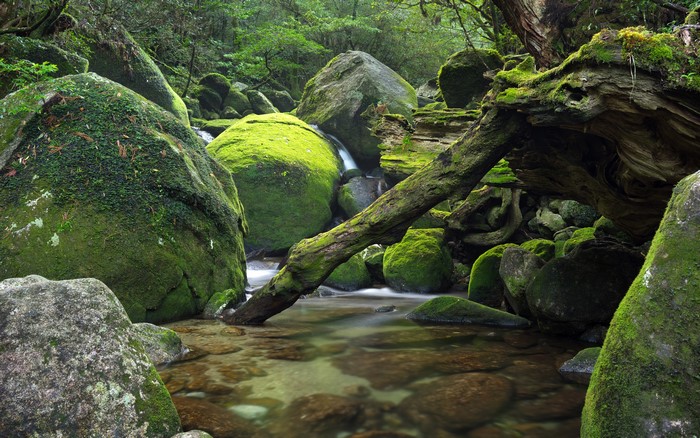 Moss-covered boulders and fallen tree in a forest stream