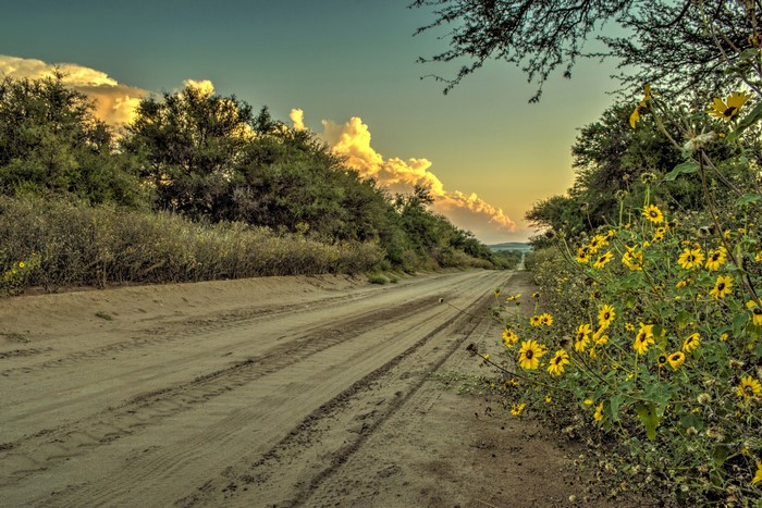 Dirt road with trees and yellow flowers at sunset