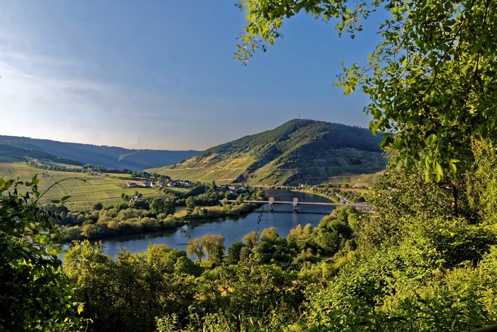 River and Vineyards in Senheim, Germany