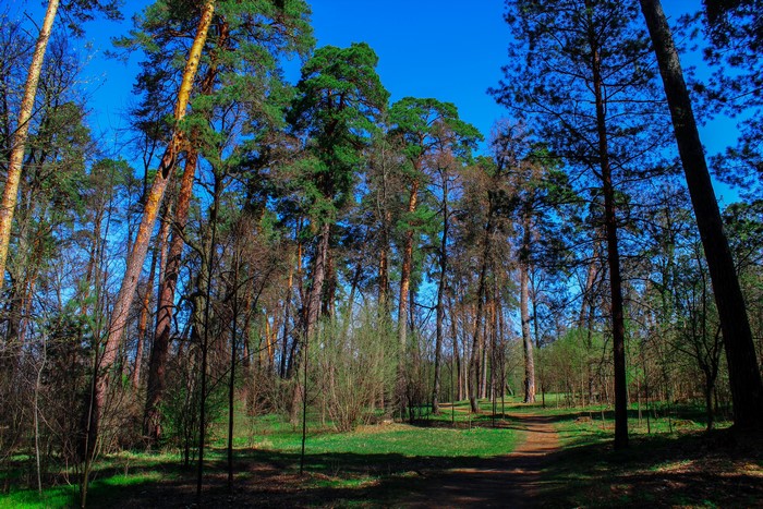 Forest with tall pine trees and a dirt path