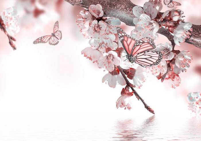 Butterflies on Cherry Blossoms