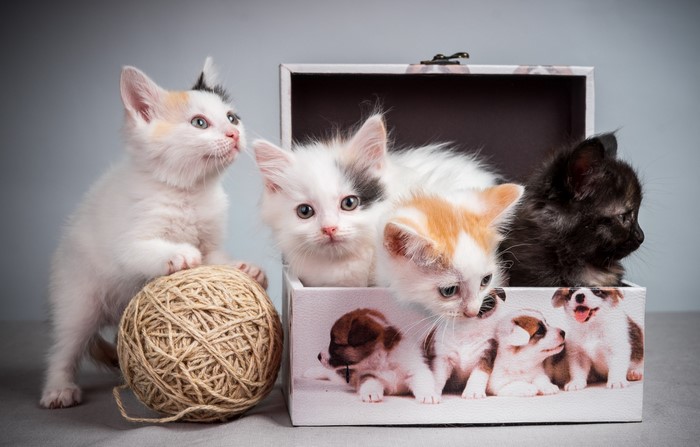 Four kittens in a box with a ball of yarn