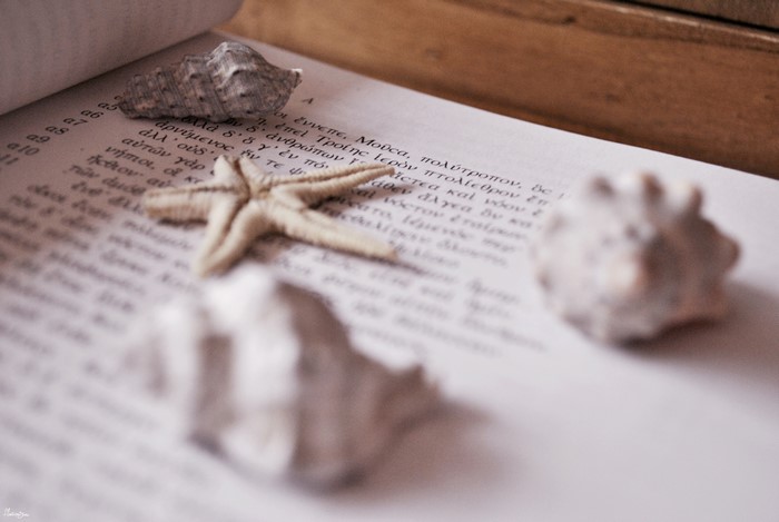 Shells and Starfish on an Open Book