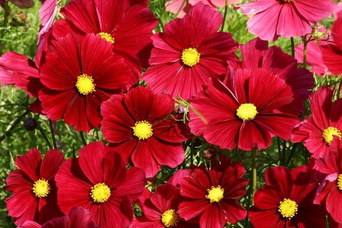 Red Cosmos flowers in bloom