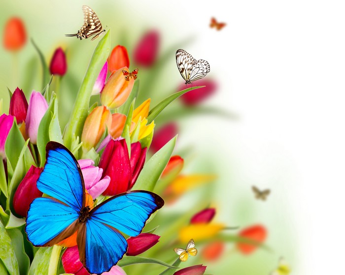 Colorful Tulips and Butterflies