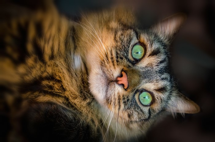 Close-up of a tabby cat with green eyes