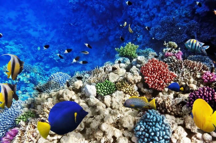 Vibrant Underwater World with Colorful Fish and Corals