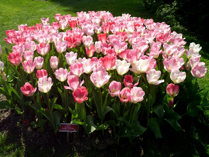 A bed of pink and red tulips in a garden